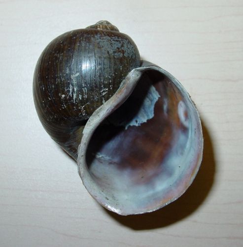 Pomacea maculata